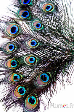Paon bleu miniature - 15-25 cm - naturel